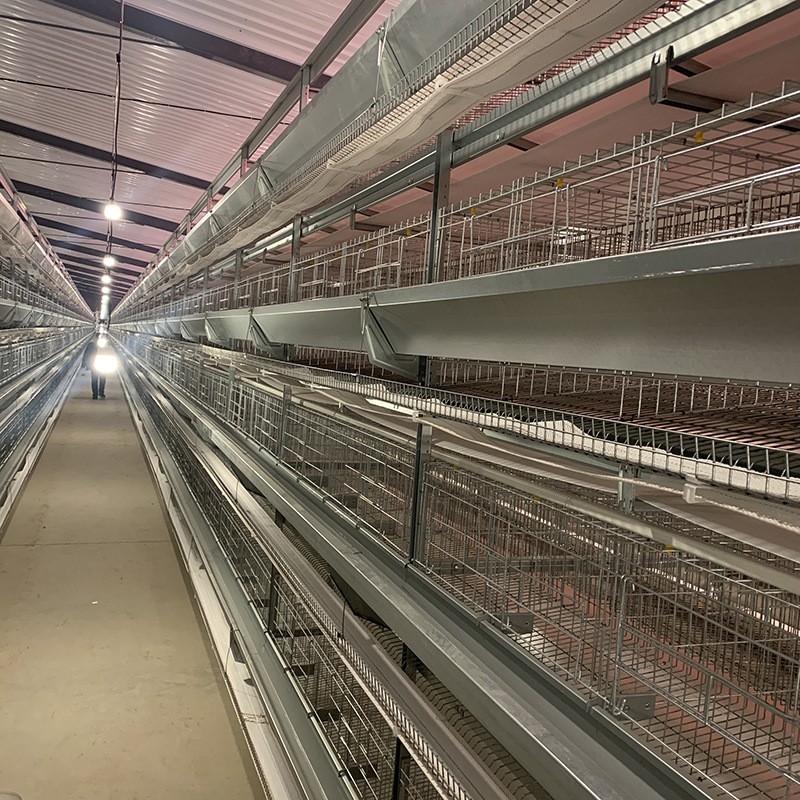 四層型材蛋雞籠尺寸1560mmX450四門提高產(chǎn)蛋率節(jié)省人工