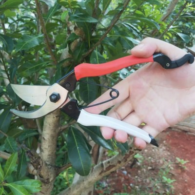 凱姿P168果樹剪花木剪 園藝修枝剪 枝條修剪樹枝剪刀園林工具