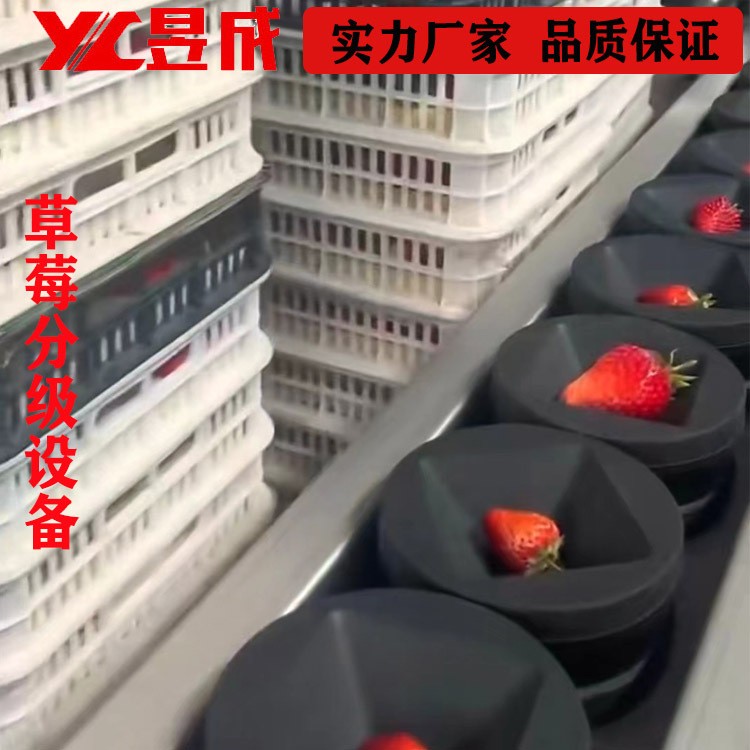 重量糖度 草莓分選機 西瓜分級機 水果分選設備 自動選果機