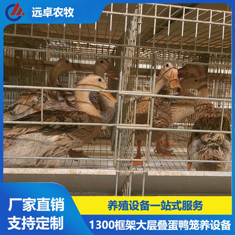 全自動(dòng)撿蛋蛋雞養(yǎng)雞場設(shè)備 安徽宣城四列五層疊蛋鴨籠自動(dòng)化