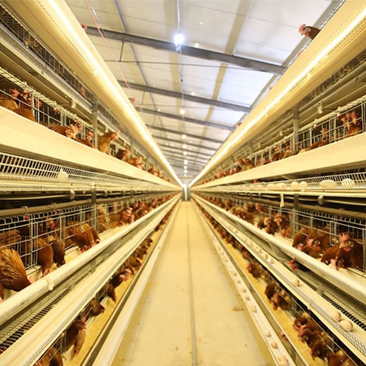 大型養(yǎng)雞場自動(dòng)養(yǎng)雞設(shè)備現(xiàn)代化智能養(yǎng)雞系統(tǒng)四層層疊式全自助雞籠
