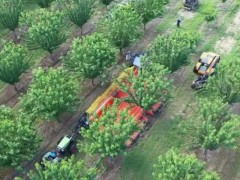 水果收割機究竟有多強？果農實拍數種超強采摘農機，過程引起舒適