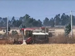 云南祿豐：統(tǒng)籌調(diào)度農(nóng)機(jī) 8萬畝小麥陸續(xù)收割