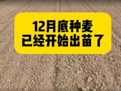 #農業知識 #農業人話農業#分享農業小知識